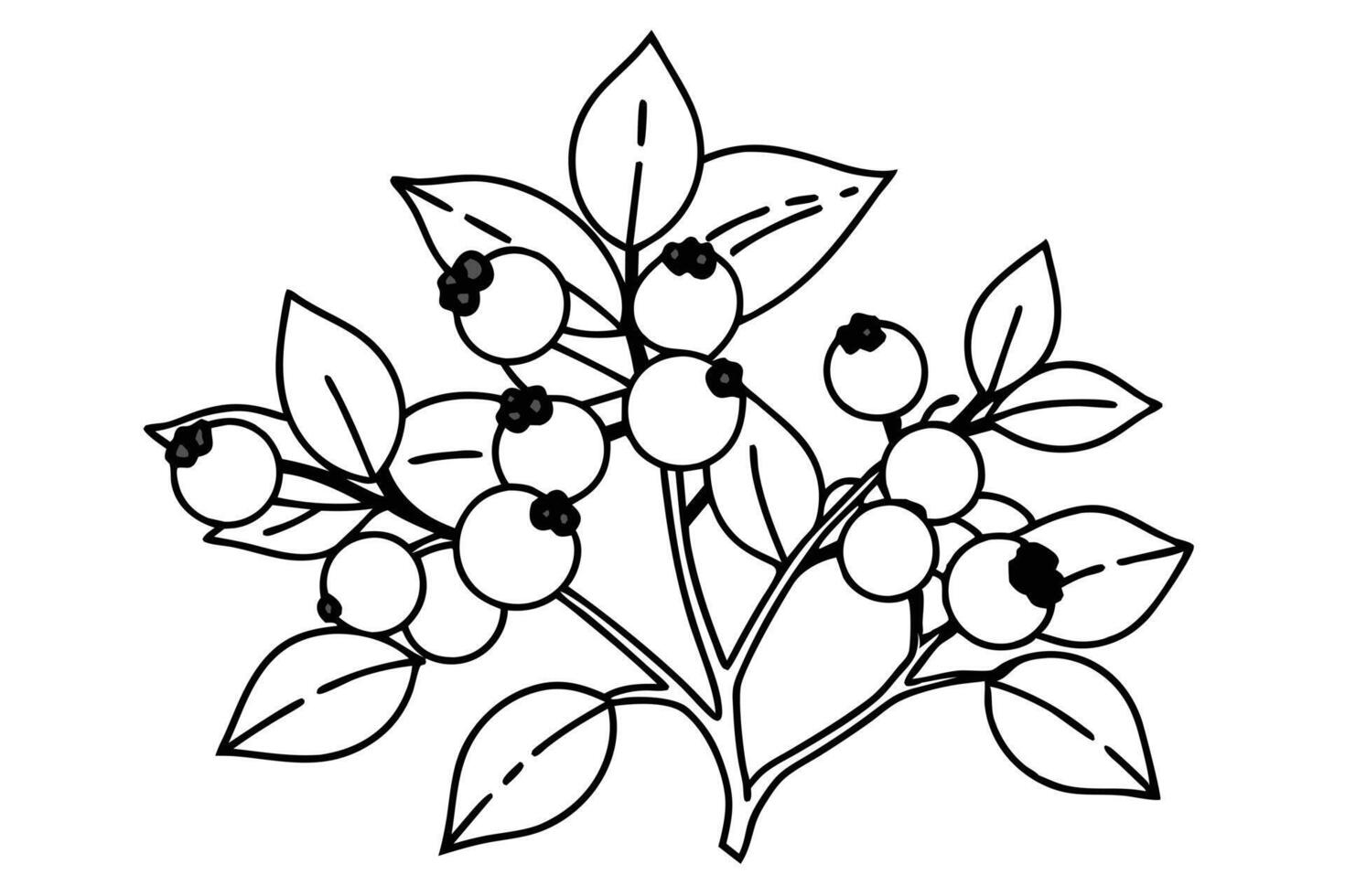Black and white illustration of a blueberry branch vector