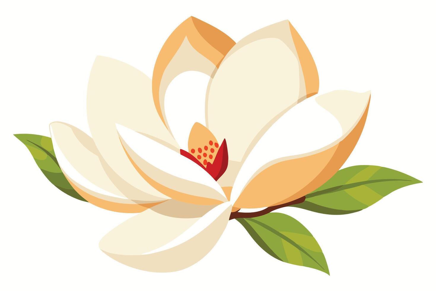 Elegant Cream Magnolia Blossom with Vibrant Stamens vector
