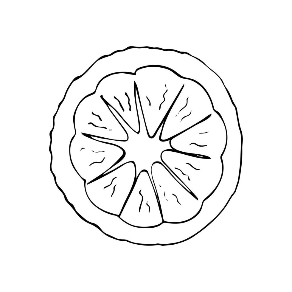 Ripe lemon fruit slice. Hand-drawn half lemon. Fresh and Juicy Lemon isolated on white background. vector