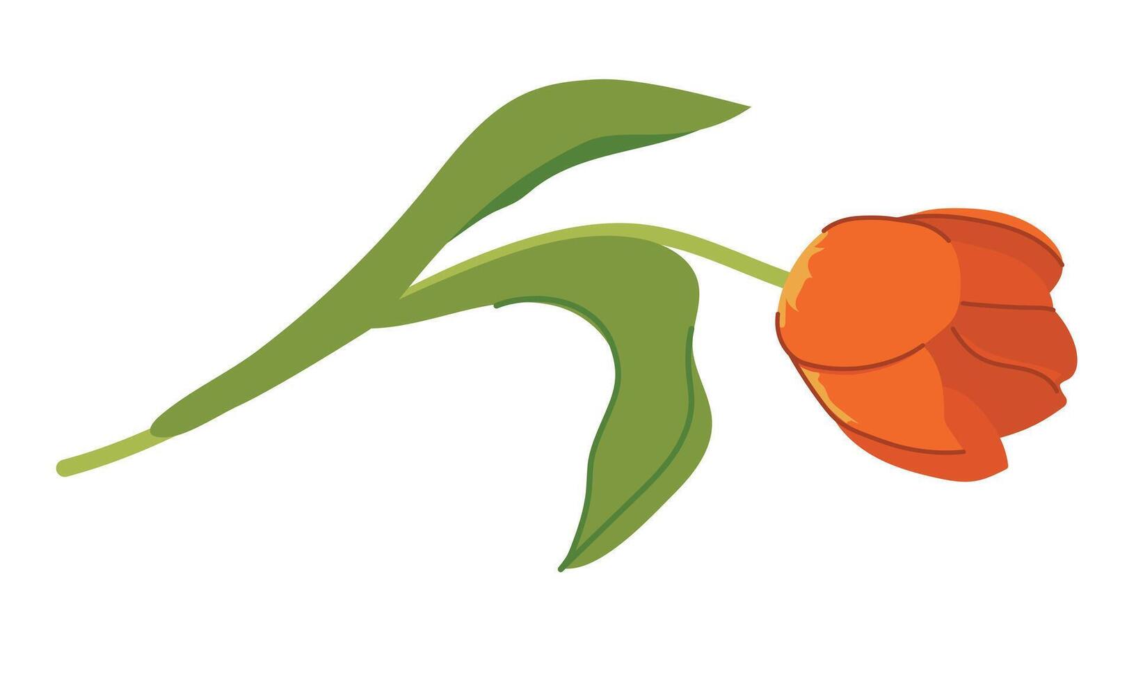 Tulip, blooming spring flower. Flower plant with red petals and leaves in flat style. Cartoon stylized illustration on white background. vector