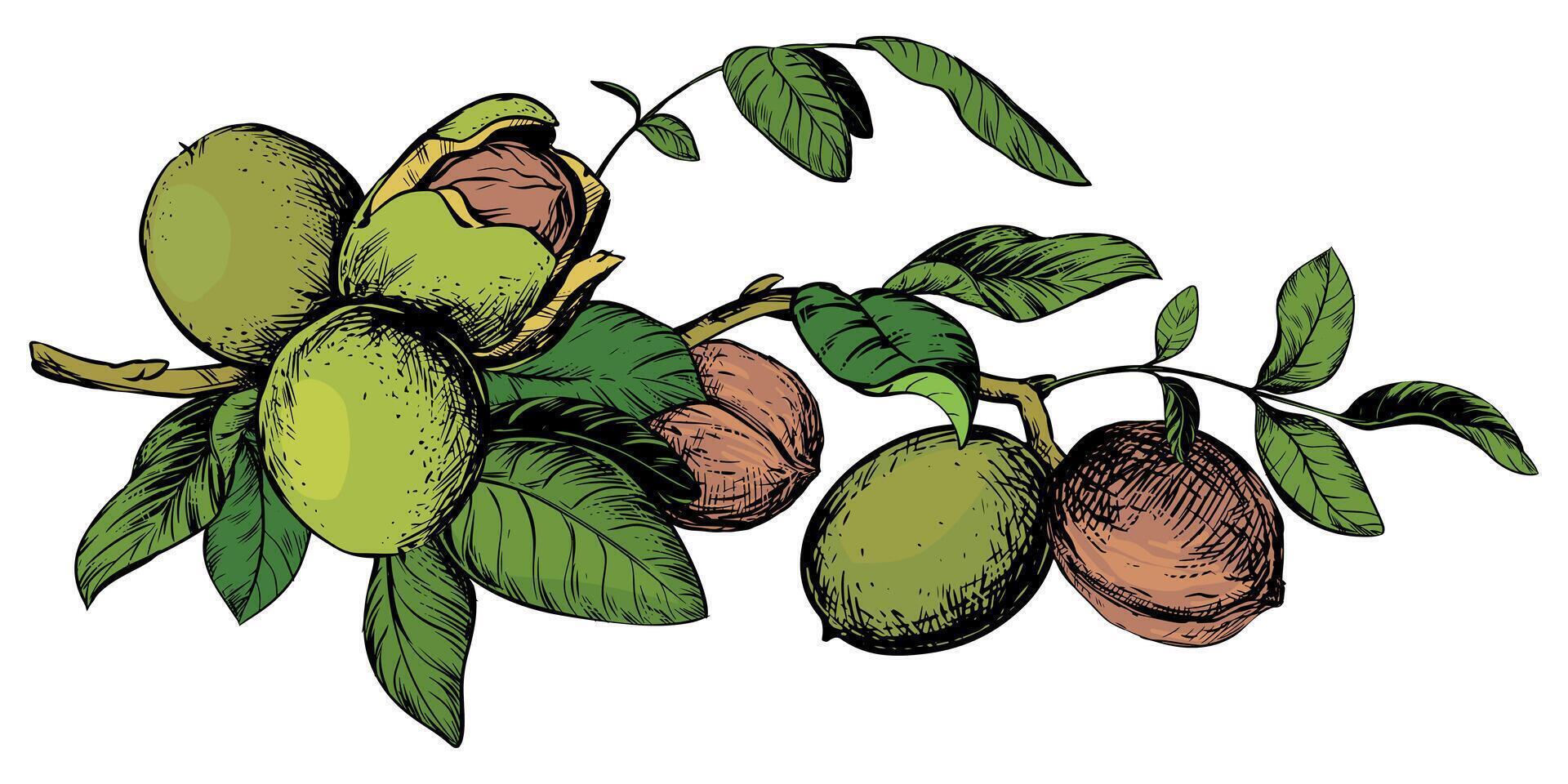 Branch of walnuts drawn horizontally. illustration in color engraving technique. Ingredient for nut paste, oil, liqueur. For packaging design. Linear ink drawing. vector