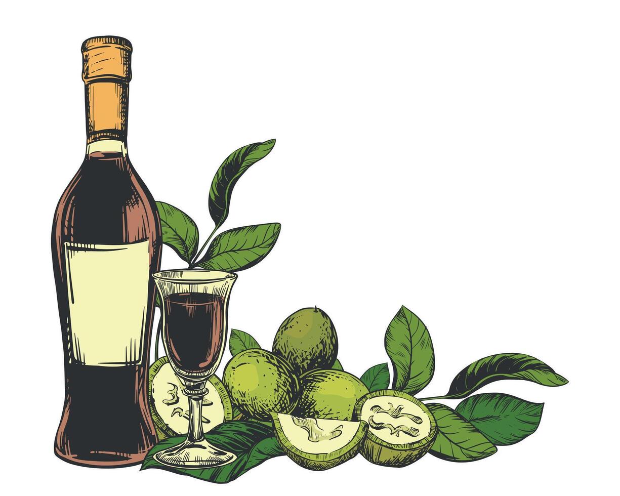 Walnut liqueur in color engraving technique. Unripe walnut seeds whole and halves and leaves. Bottle of Italian liqueur Nocino, glass with aperitif and green walnuts. Linear ink sketch. vector