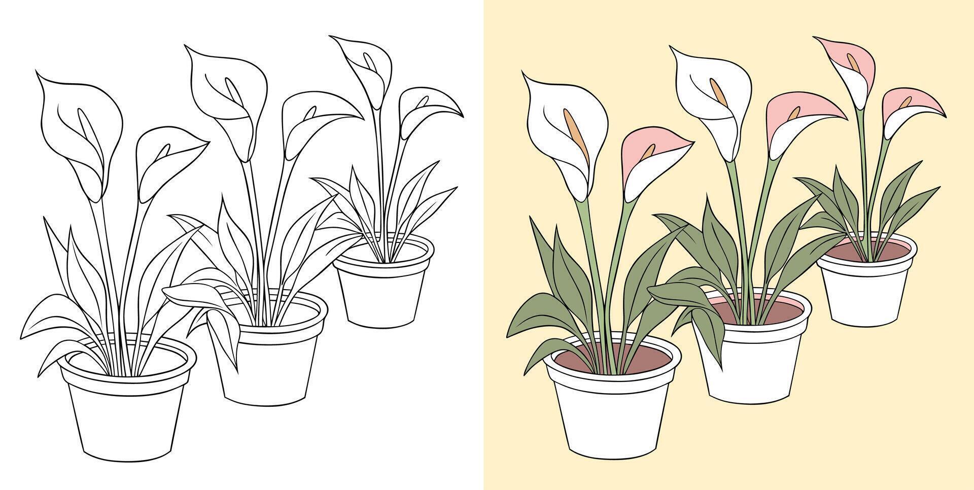 Callalilies in pots on plain background vector