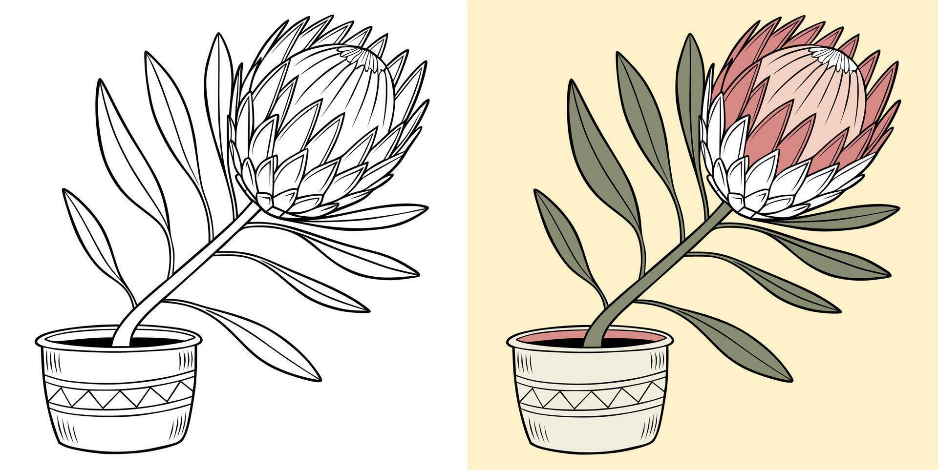Beautiful protea flowers in a decorative pot vector