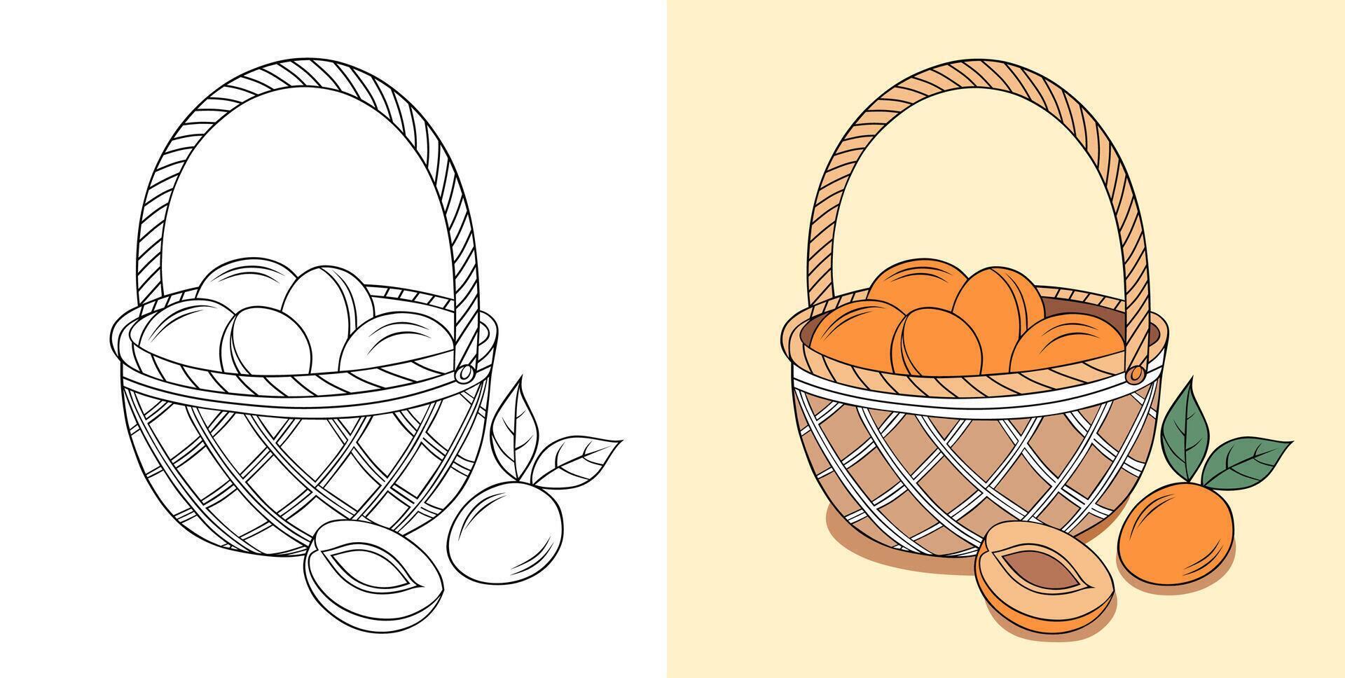 Fresh Apricots in Basket Illustration vector