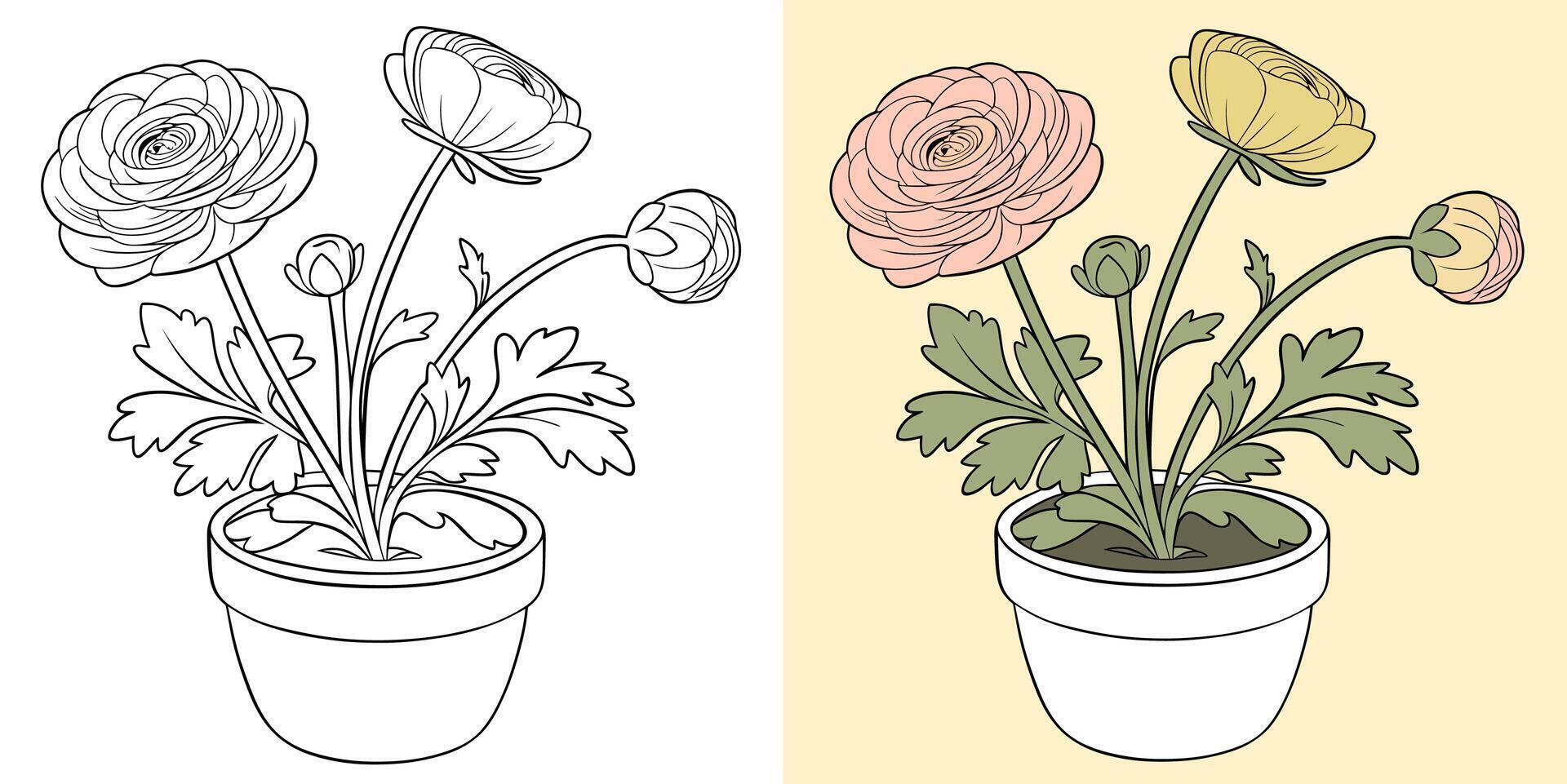 Ranunculus flowers in a decorative pot vector