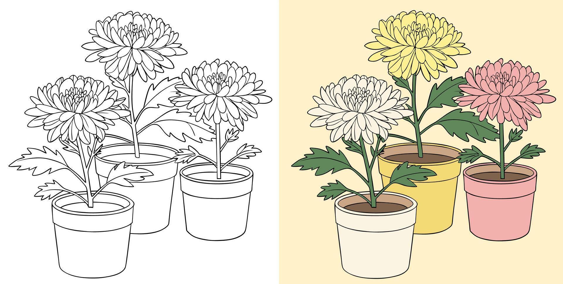 Vibrant pots of chrysanthemum flowers vector