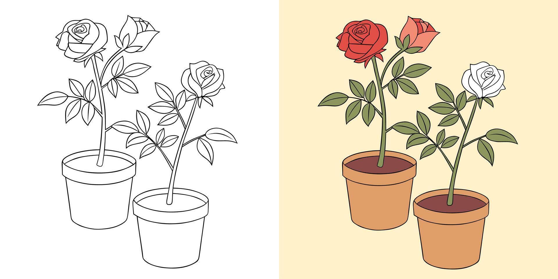 Rose Flower Illustration in a Pot, Sketch and Colored vector