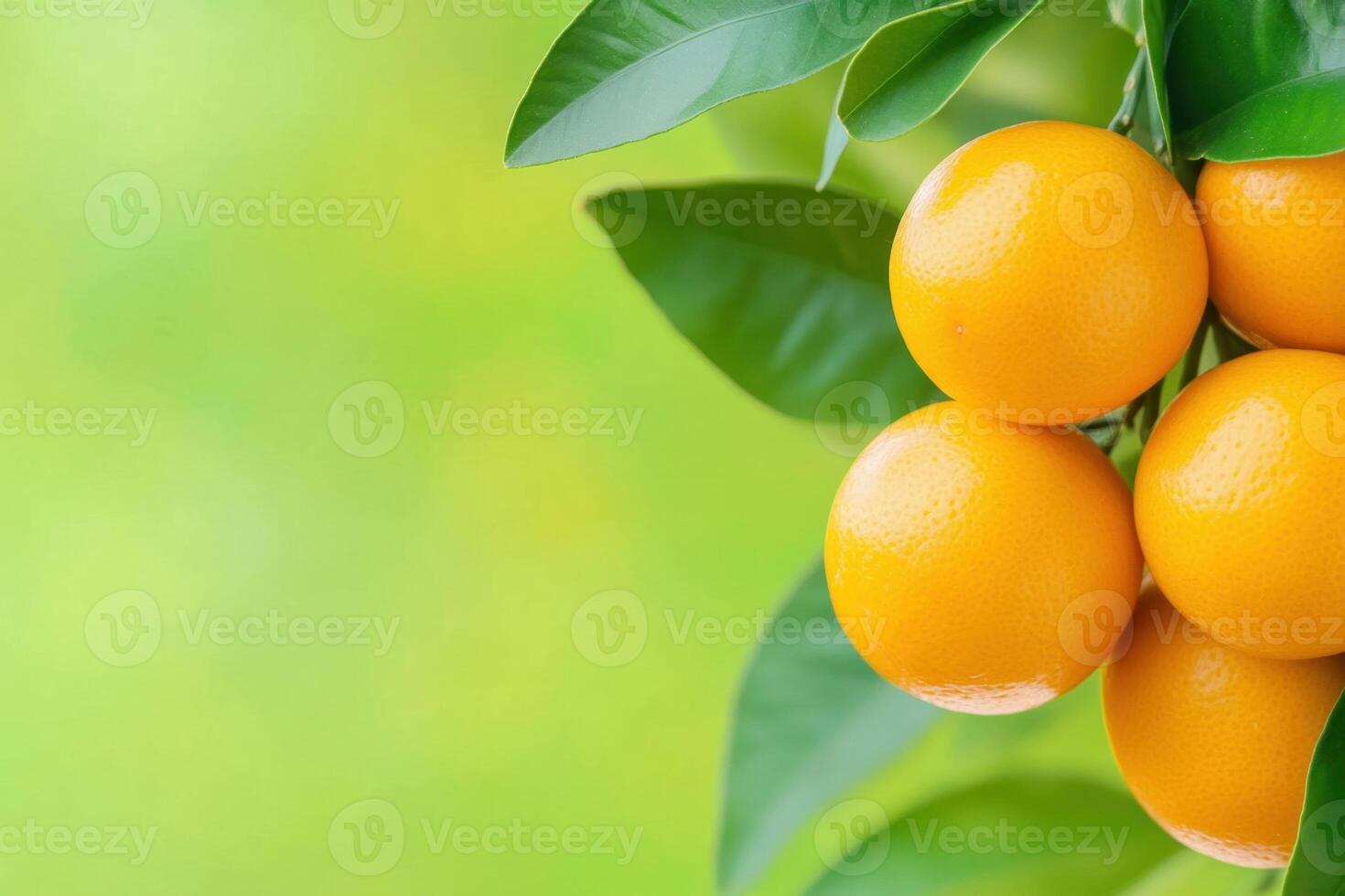 Vibrant citrus fruit on a tree, capturing nature's freshness. Sweet and juicy delicious fruits. photo