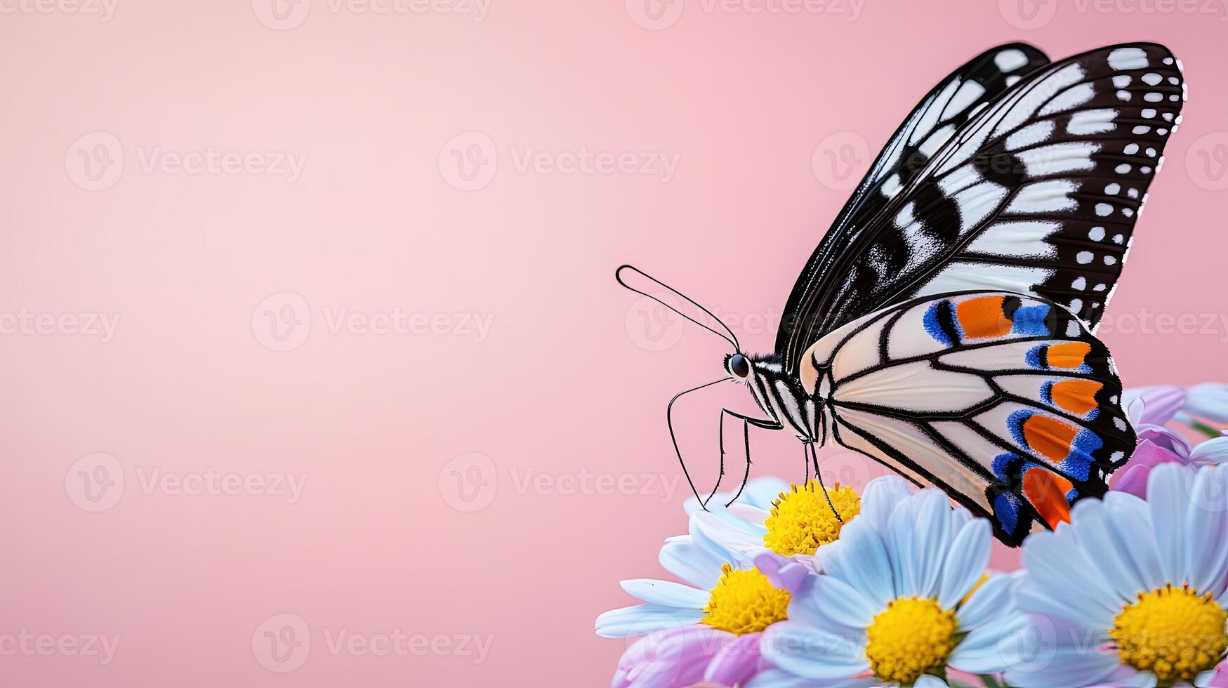 Colorful Butterfly Resting on White Flowers with Pink Background photo