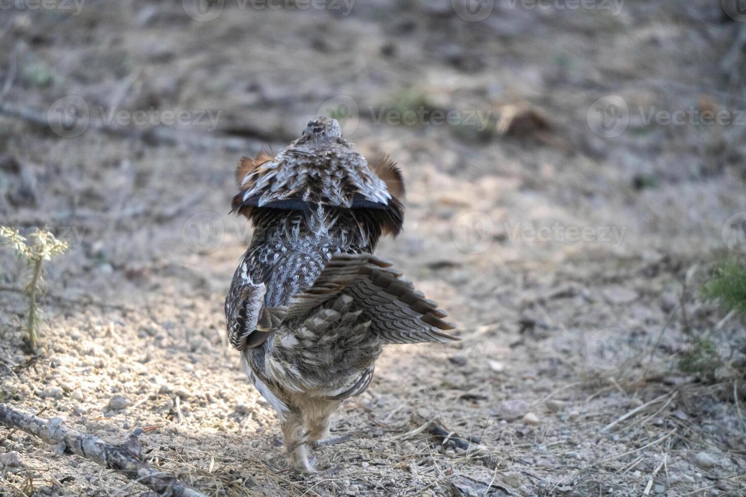 Ruffed Grouse Saskatchewan photo