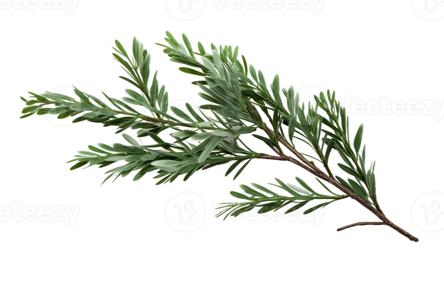 Snowy Pine Branch on Transparent Background. png