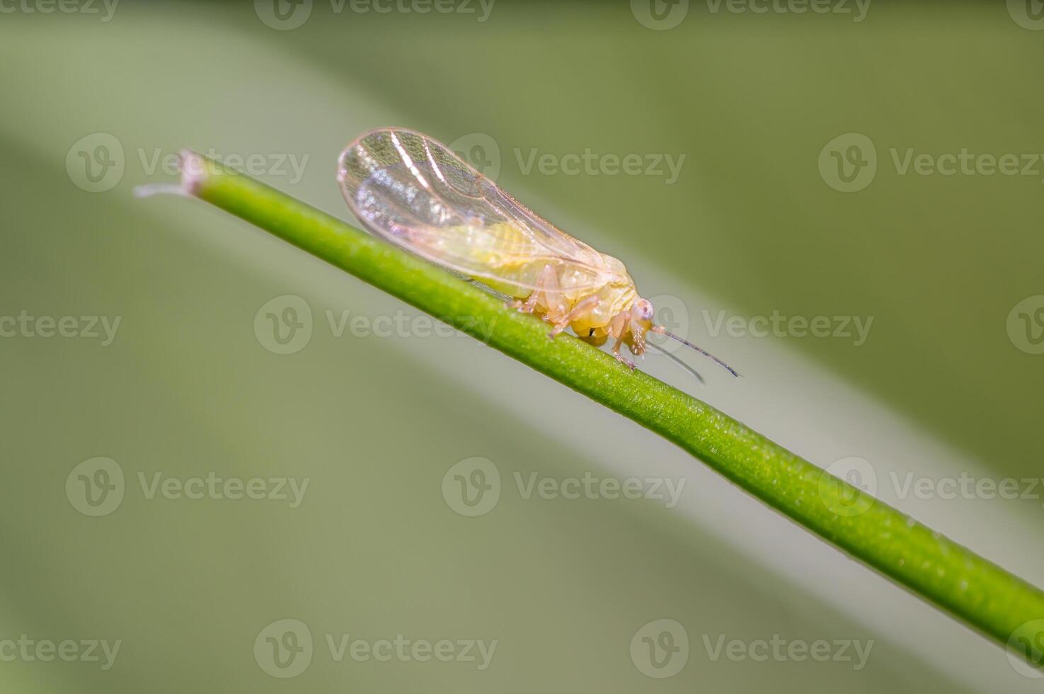small cicada in the green nature season garden photo