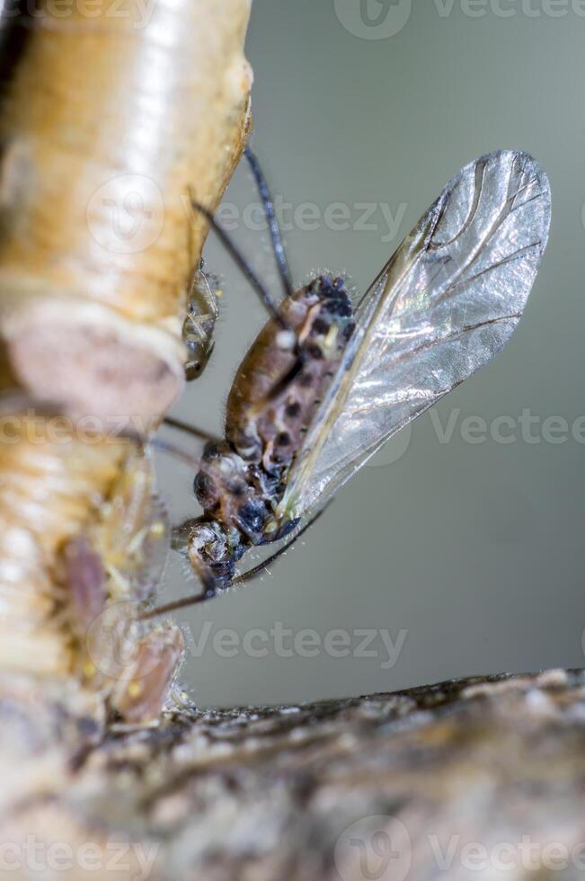 small aphids on an old tree photo