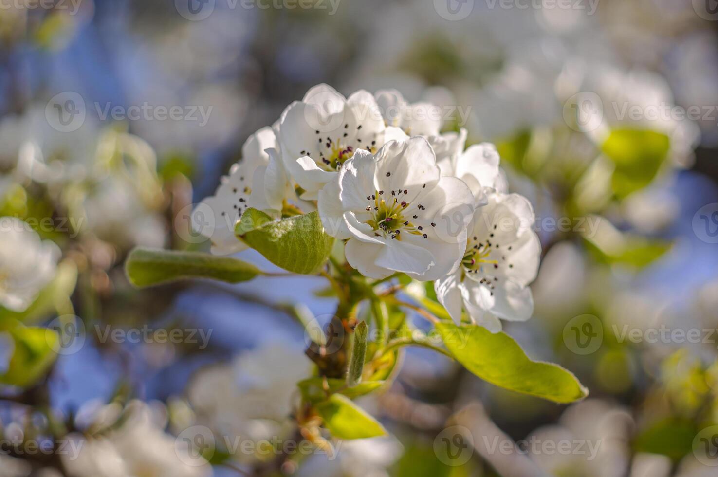 spring flower in my summer season garden photo