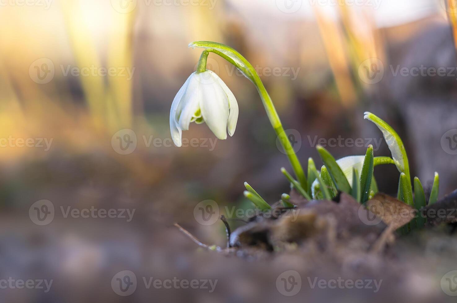 snow drop flower in my season garden photo