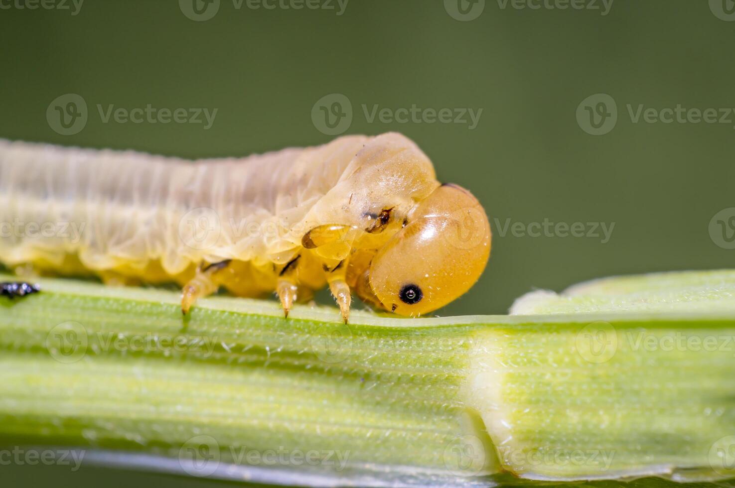 little caterpillar in the green nature season garden photo