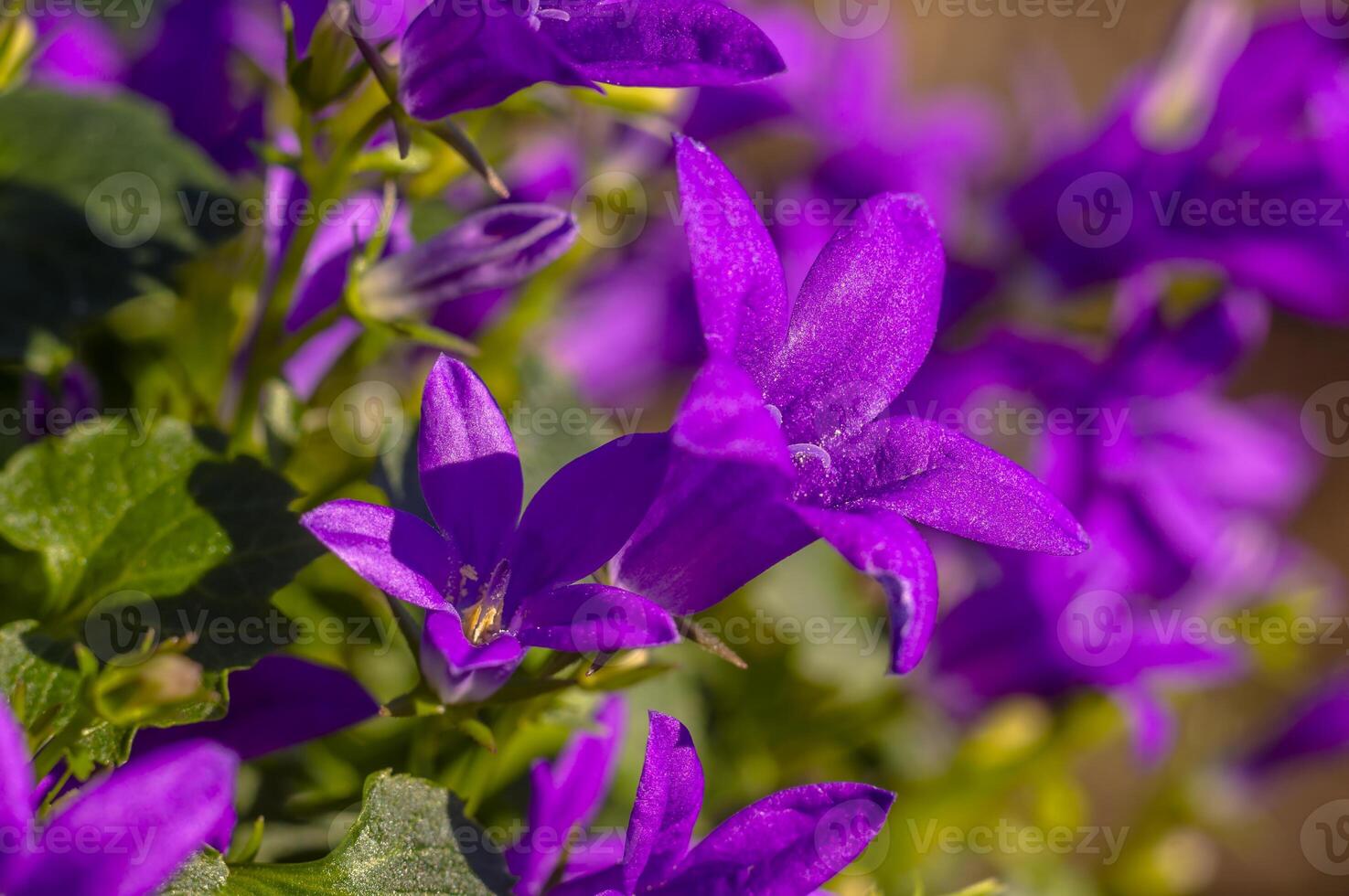 purple violet easter flower spring blossom in my garden photo