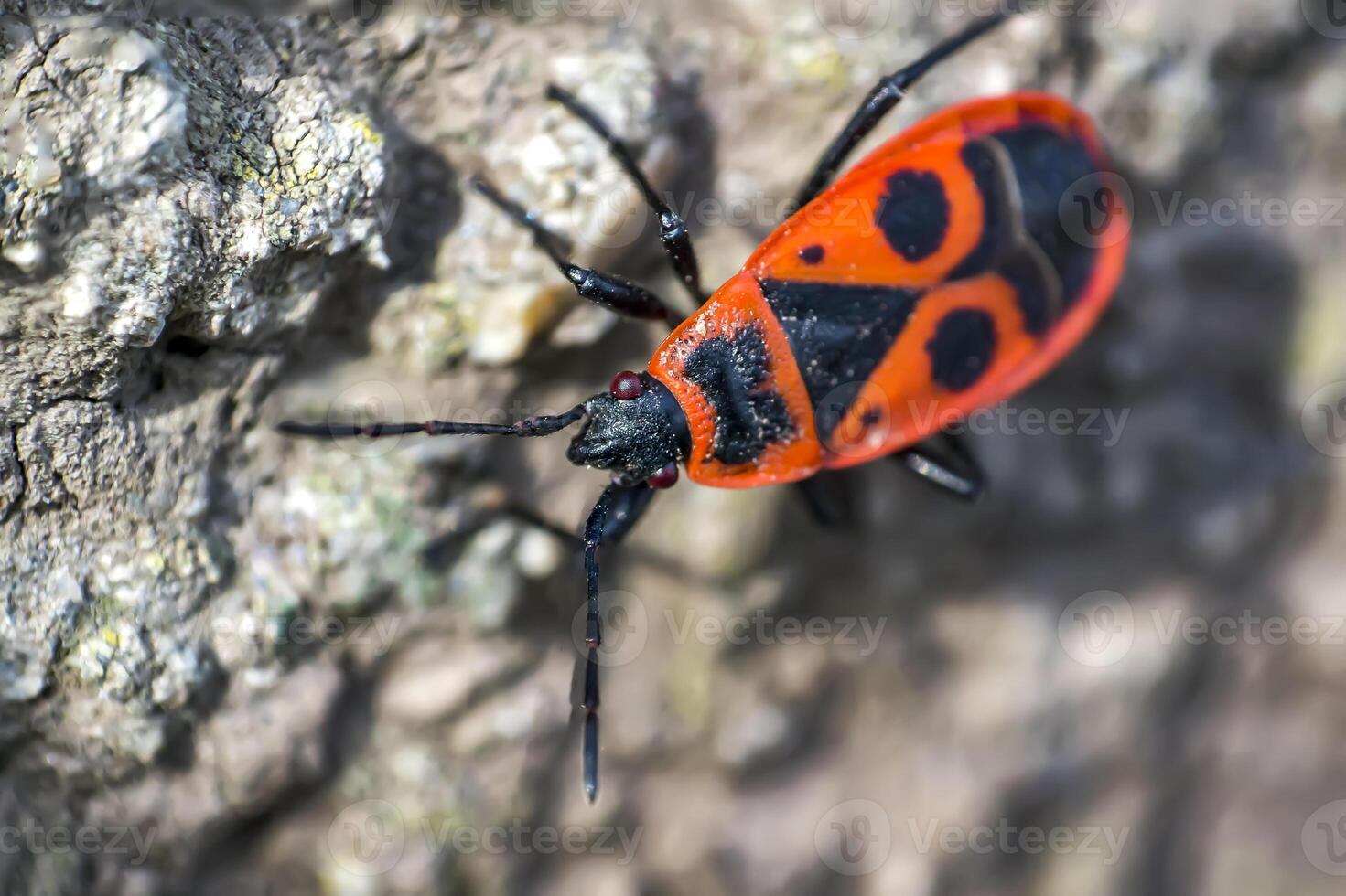 fire bug close up photo