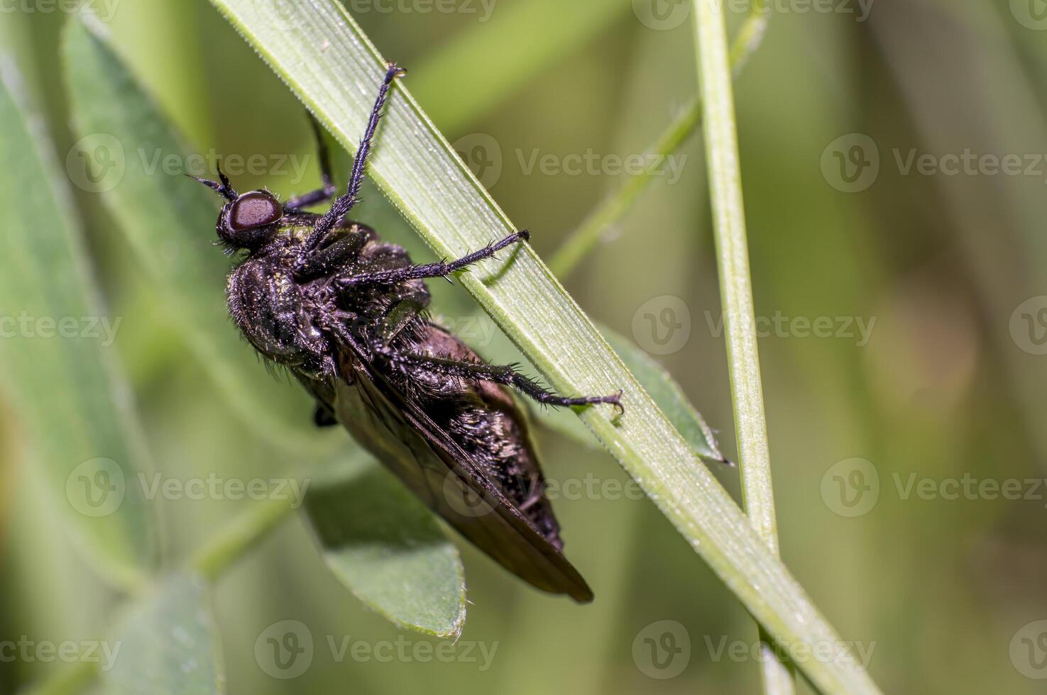 little fly at grass in the green nature season garden photo