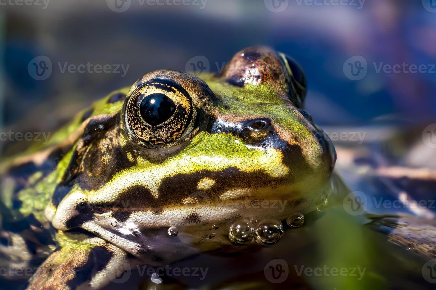 frog in water close up photo