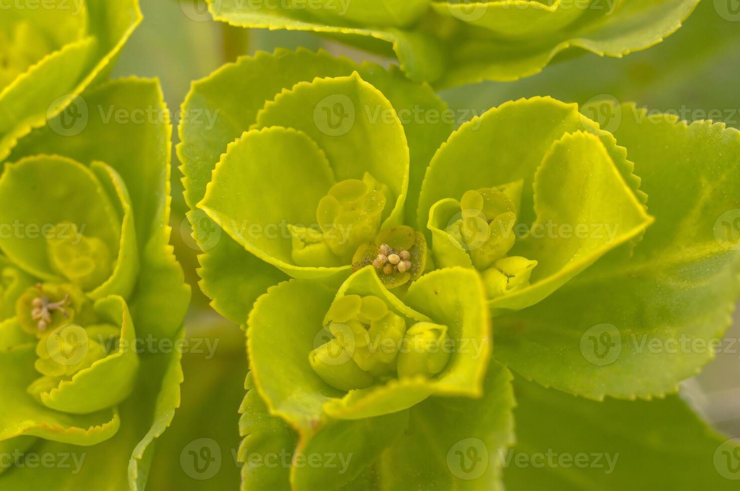green spring flower blossom in easter garden photo