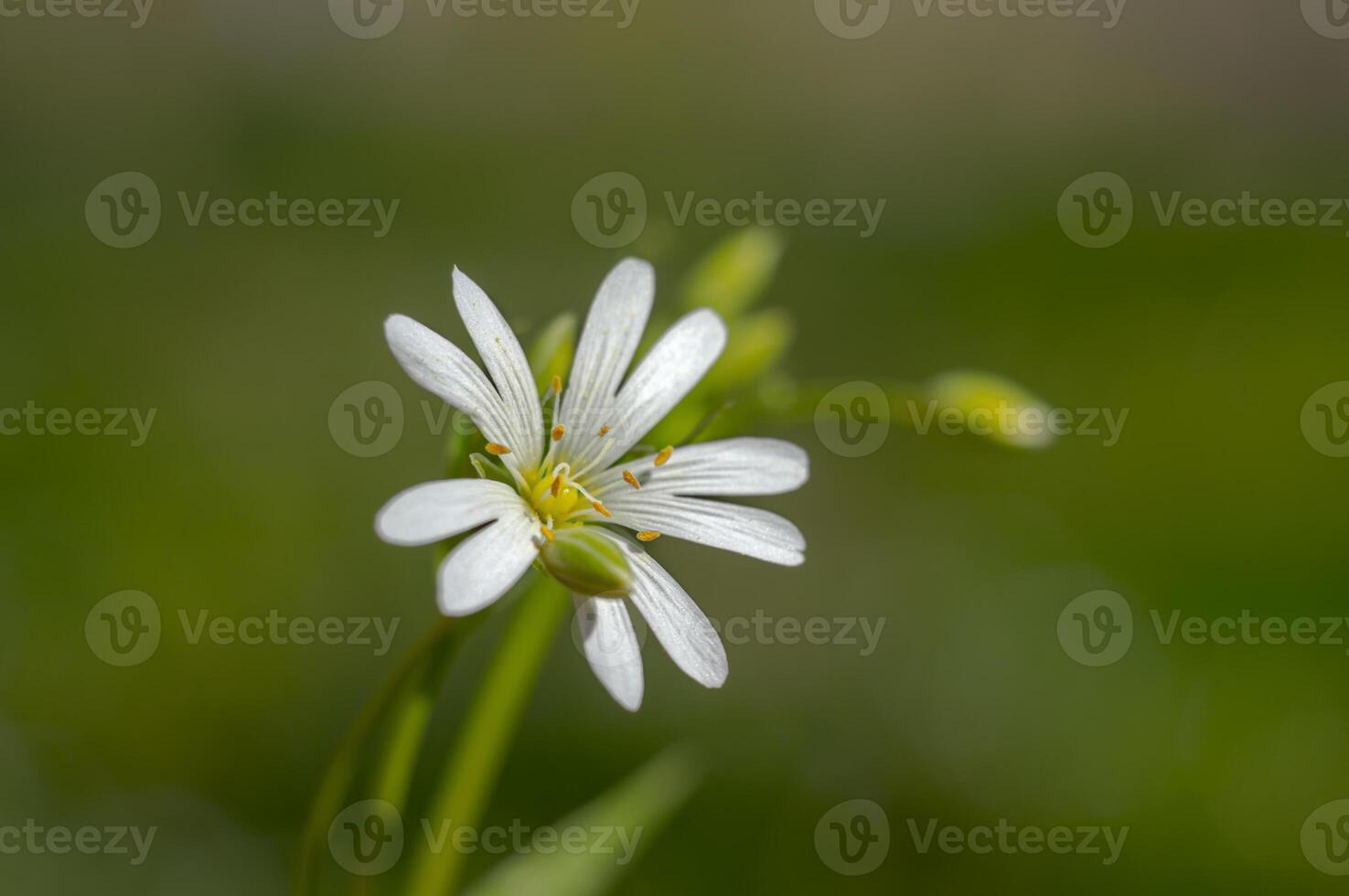spring flower in my summer season garden photo