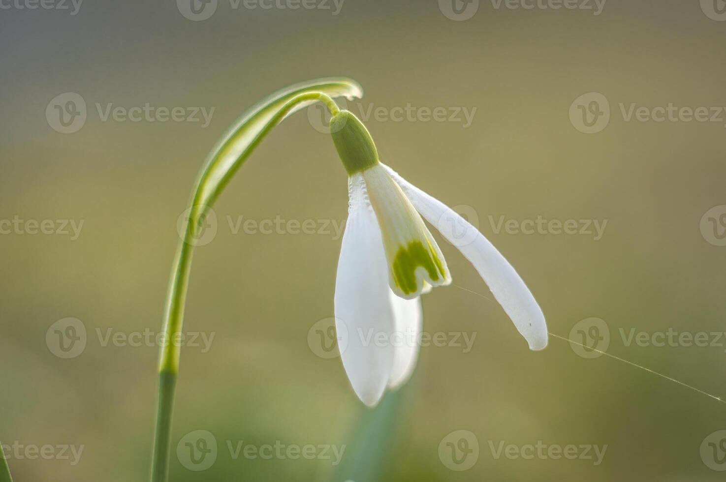 fresh Snow drops flower blossom in my garden photo
