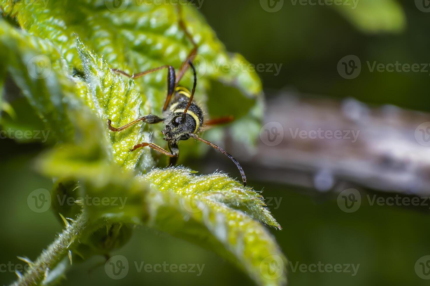 yellow striped bug on green leaf in summer forest photo