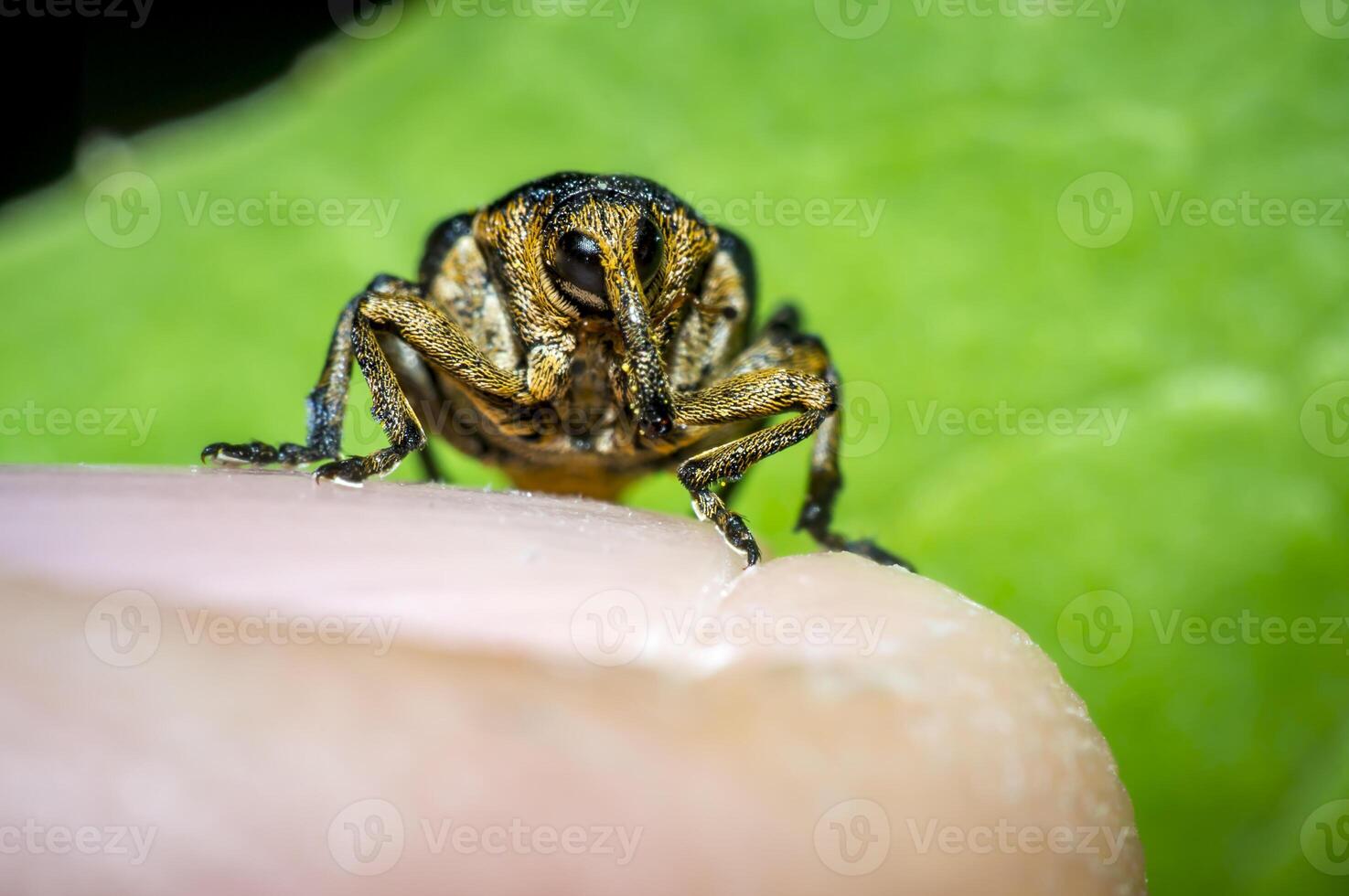 little weevil in my saison garden photo