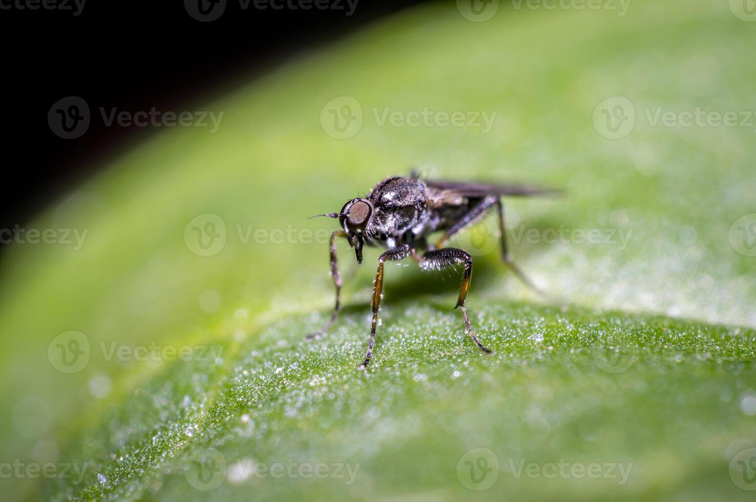 small fly on green leaf in the season garden photo