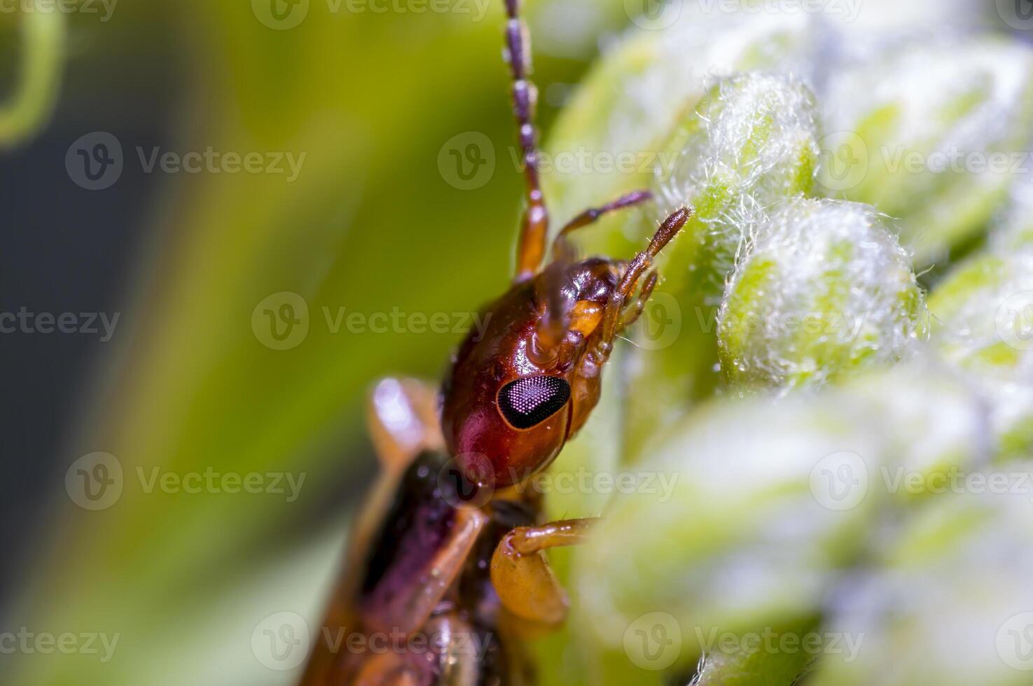 small earwig on green flowers buds in forest photo