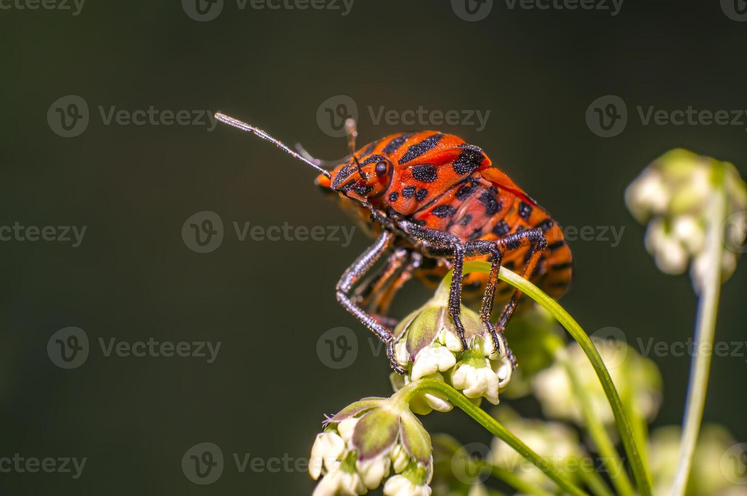 red black striped bug on blade of grass photo