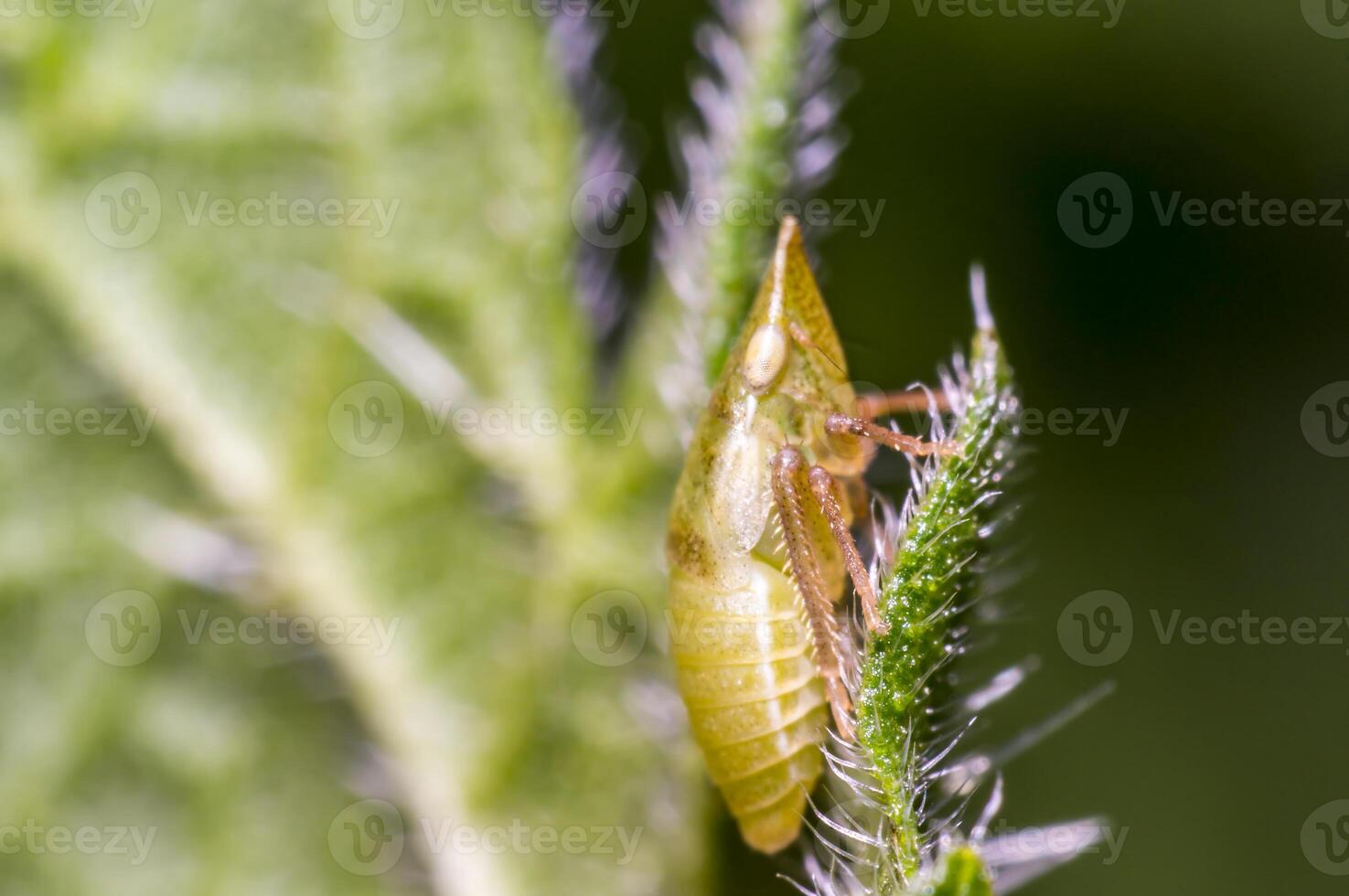 yellow cicada on green nettle leaf in the beautiful nature photo