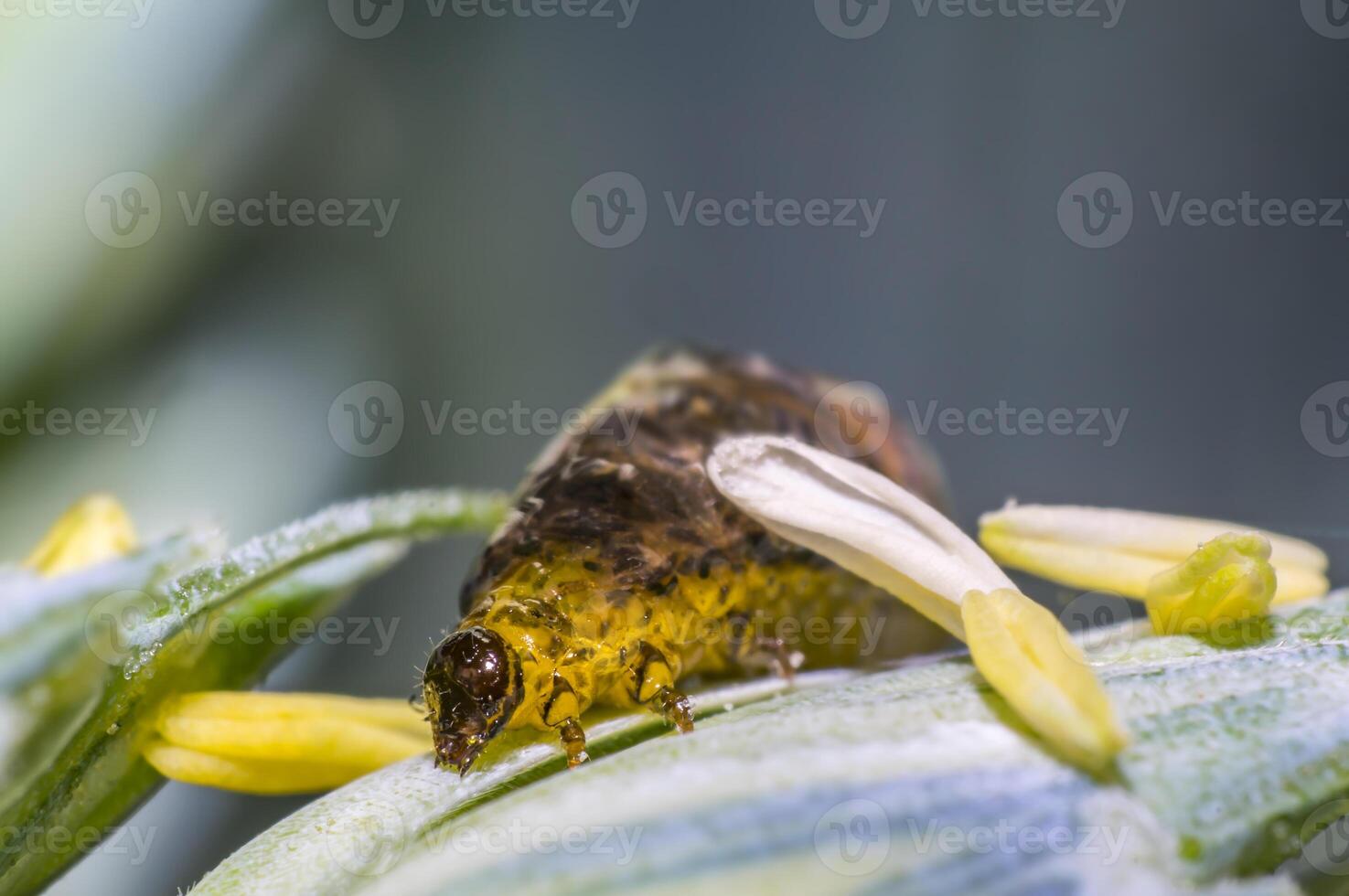 Thick grain pest caterpillar plague on wheat stalk photo