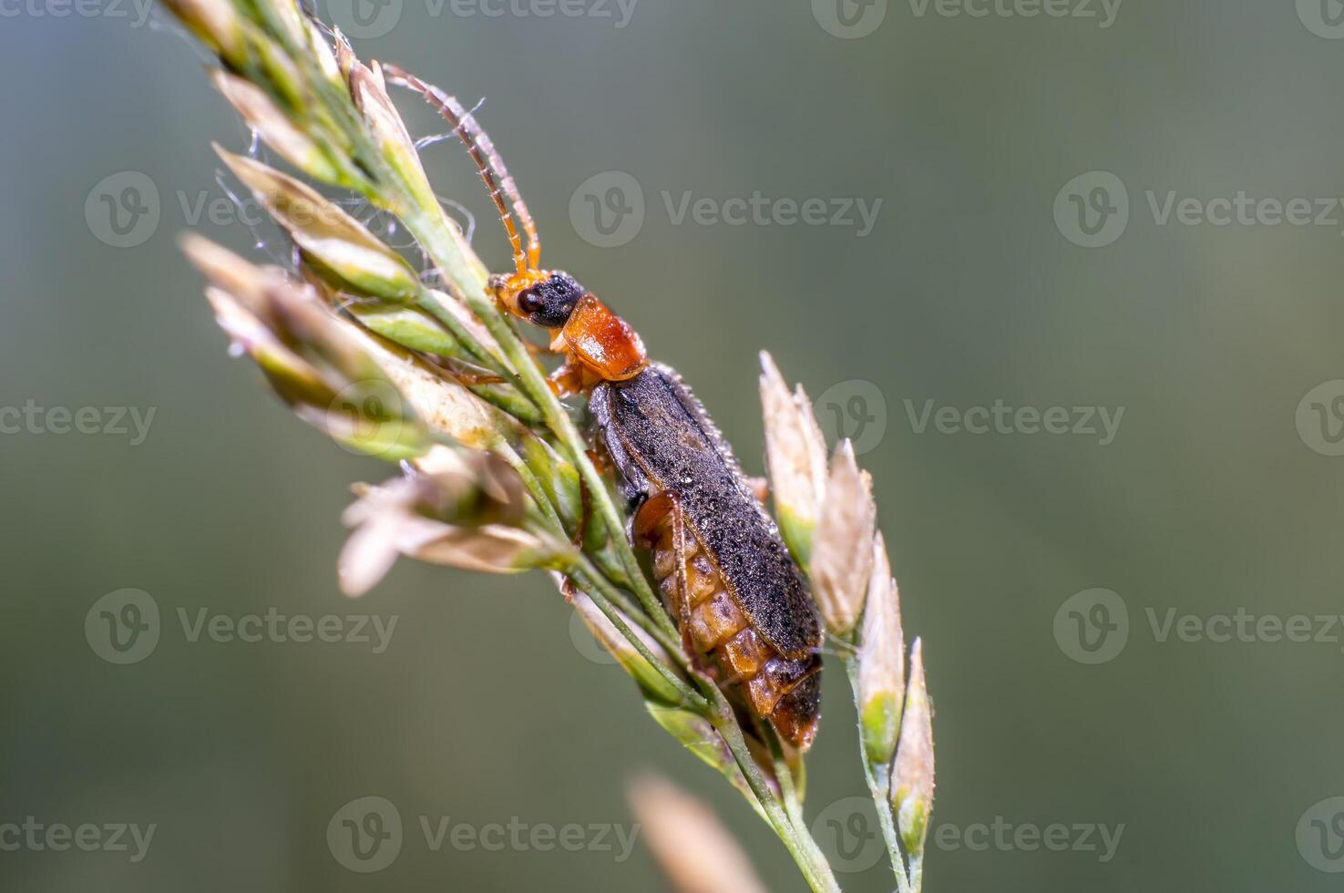 red black soft beetle on blade of grass on the summer meadow photo
