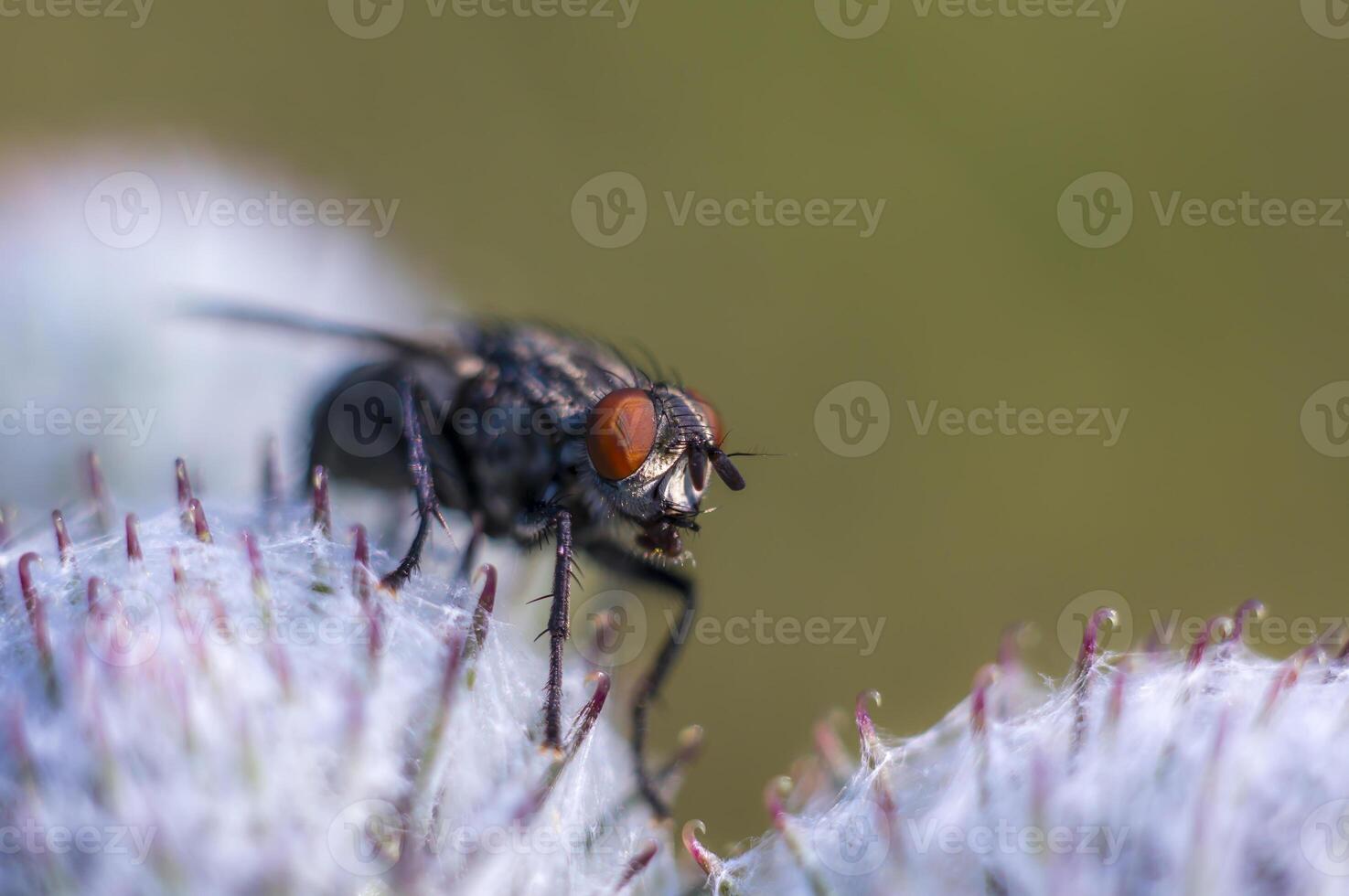 little white albino fly on a blade of grass in the season garden photo