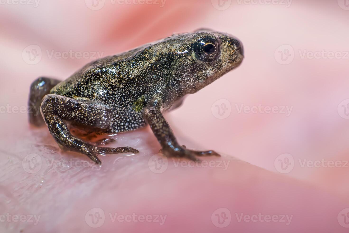 very small miniature young frog on my hand photo