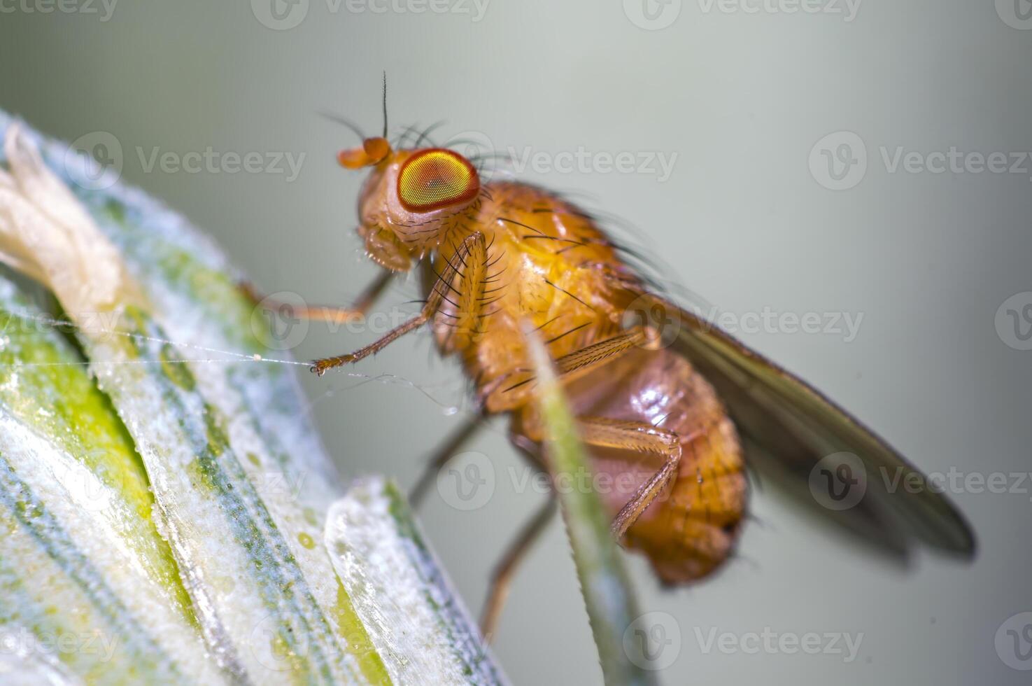 fruit fly on a blade of grass in the meadow photo
