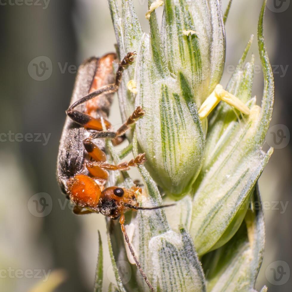 red soft beetle on blade of grass in the meadow photo