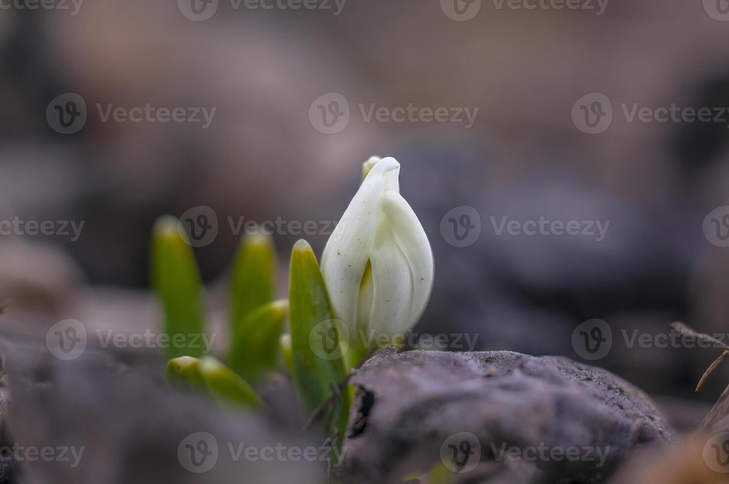 snow drop flower in my season garden photo