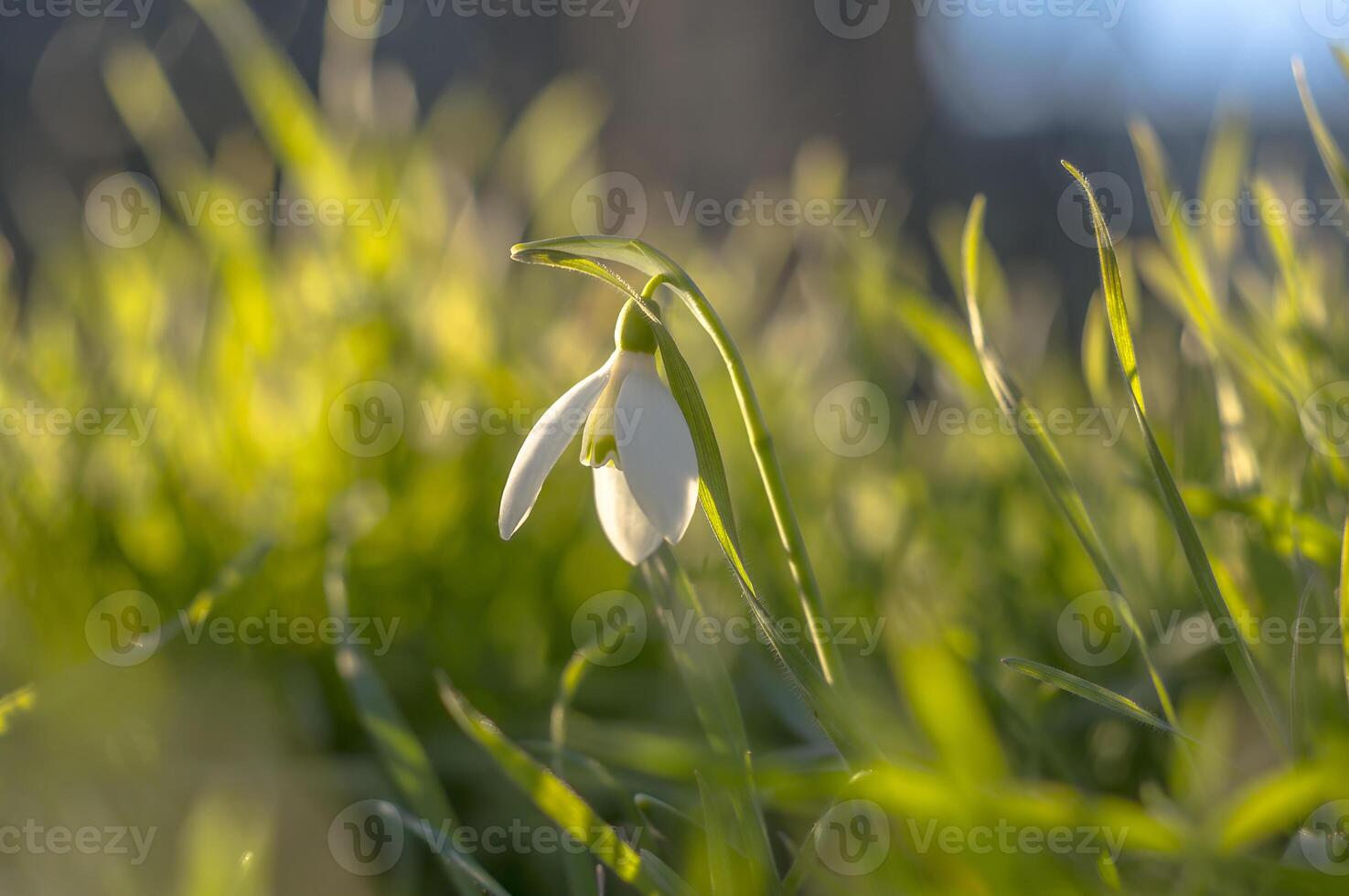 snow drop flower in my season garden photo