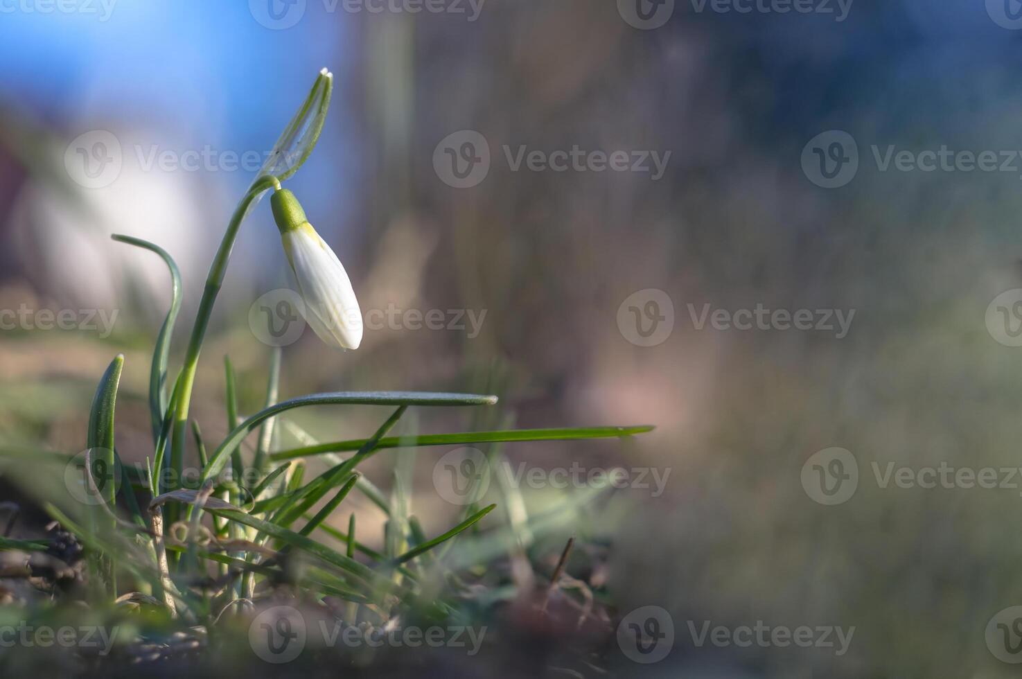 snow drop flower in my season garden photo