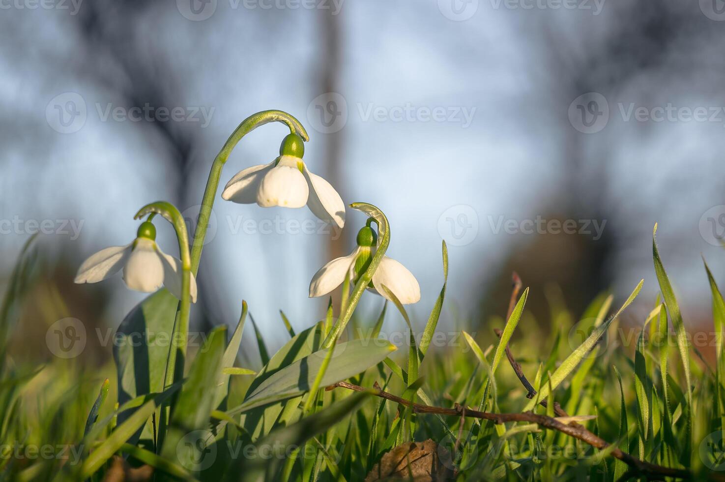 snow drop flower in my season garden photo