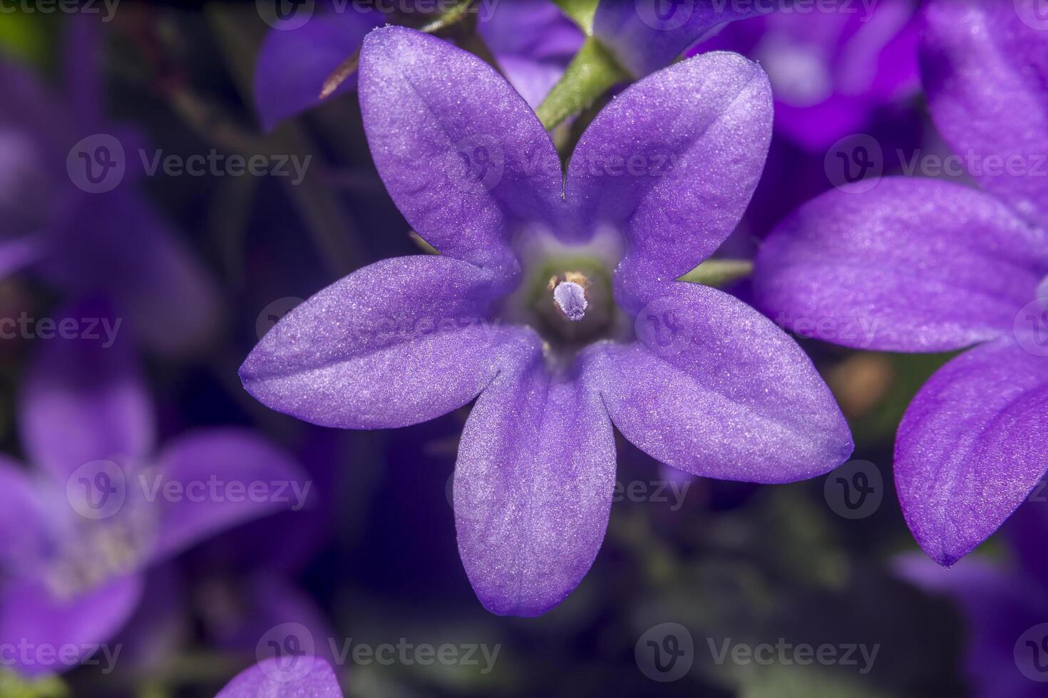 purple violet easter flower spring blossom in my garden photo