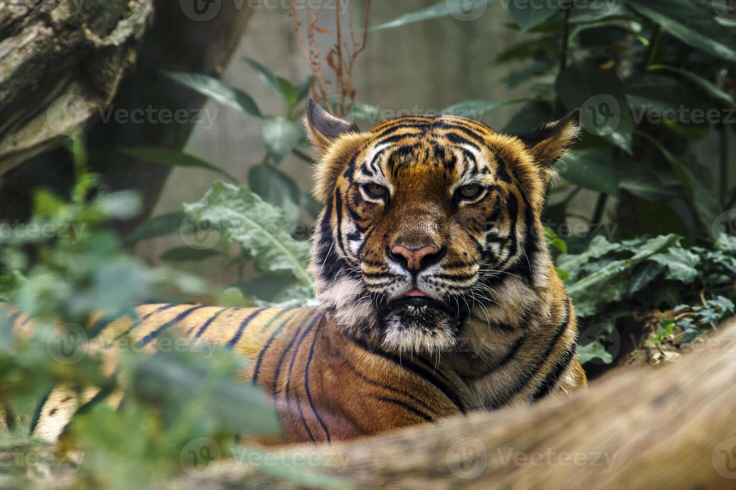 wild tiger watching for prey in the green jungle photo