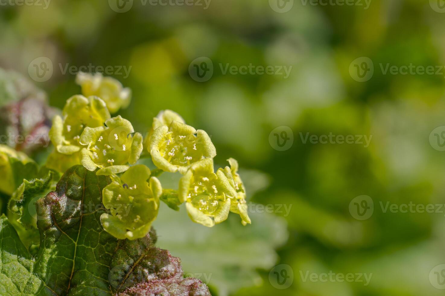 spring flower in my summer season garden photo