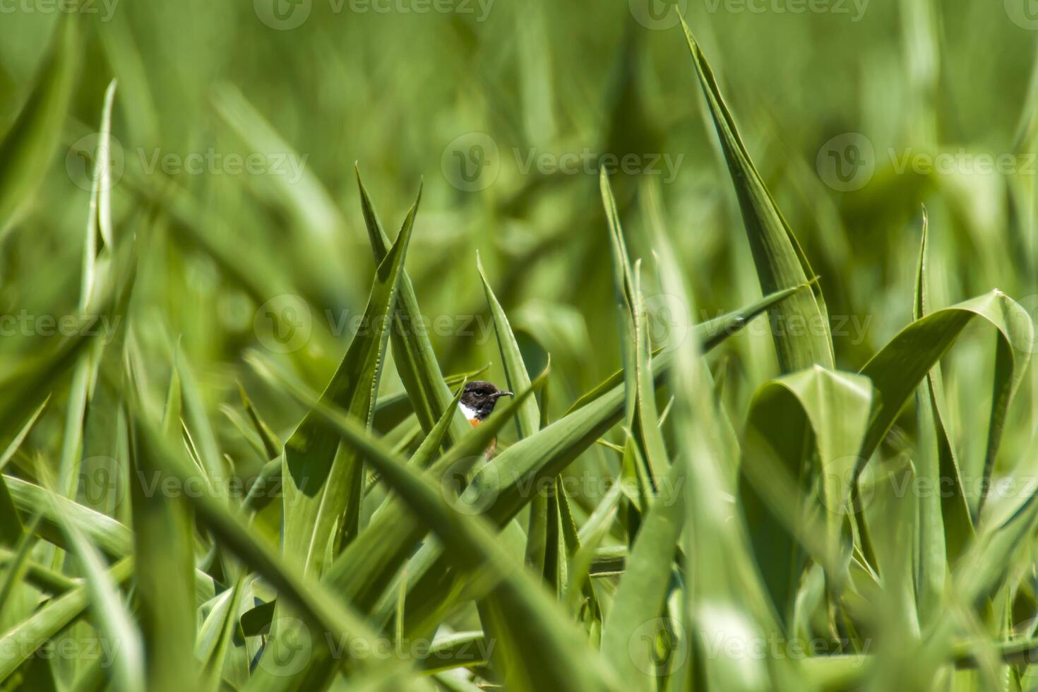 stonechat male hides on corn plant in nature reserve photo
