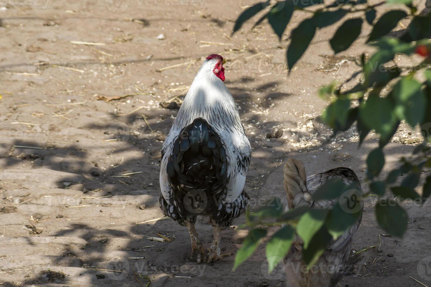 rooster on the chicken Farm photo