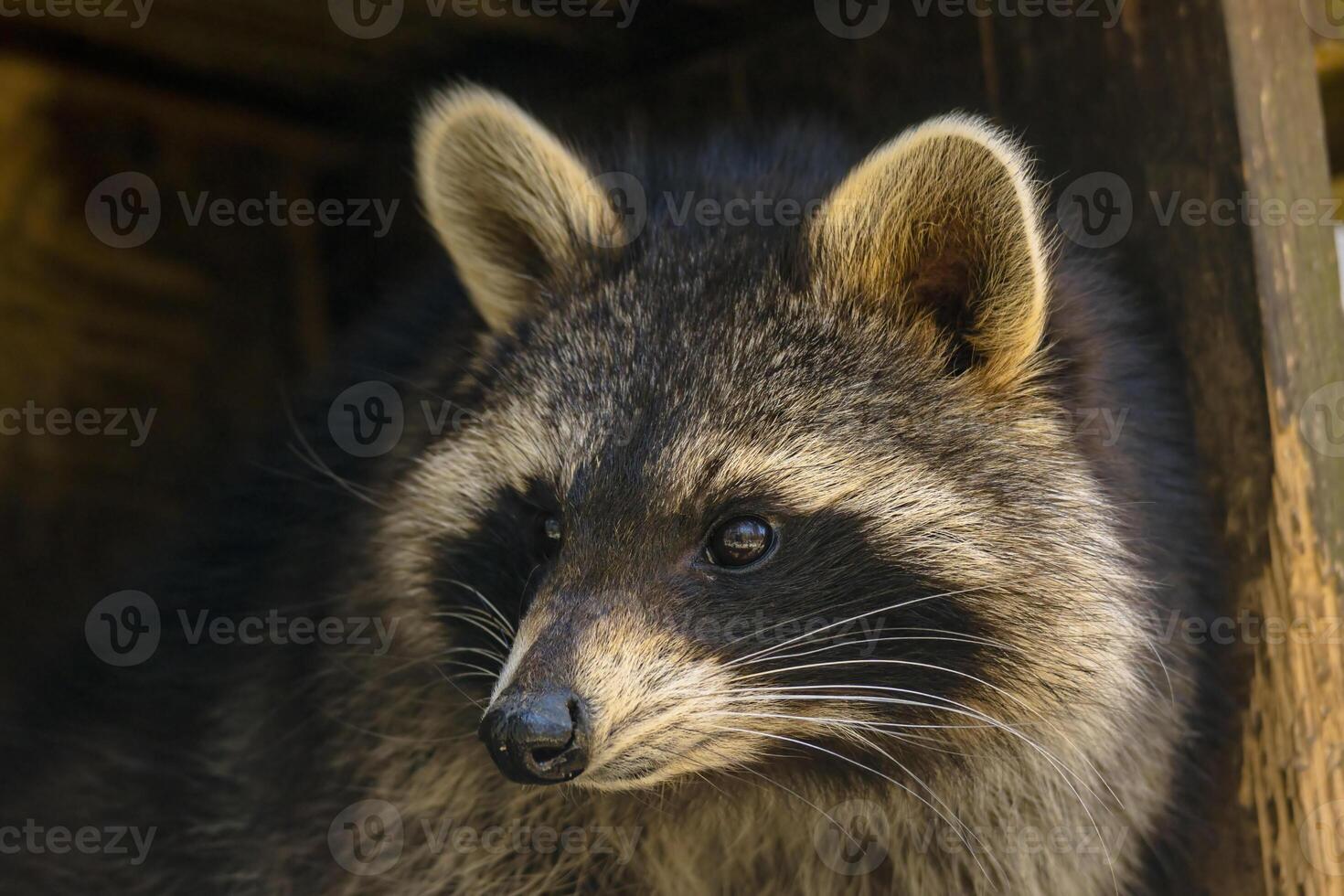 Young season raccoon plays hide in green leaves Forest photo